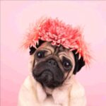 5D Diamond Painting DIY Full Drill Rhinestone Embroidery for Wall Decoration Pink Dog 12X12 inches