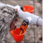 6 Pack Farm & Ranch Automatic Chicken/Poultry Drinkers/Waterers with Cups Watering Cups Bowls Red Plastic Backyards Chicken Flock Duck Bird Water Feeder(6) - Image 6