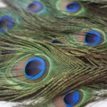 100pcs Natural Peacock Feathers with Eye Peacock Tail Feathers 10" 12" Perfect for Wedding Party Arts and Crafts Home Decorations(25-30cm) - Image 4