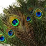 100pcs Natural Peacock Feathers with Eye Peacock Tail Feathers 10" 12" Perfect for Wedding Party Arts and Crafts Home Decorations(25-30cm)