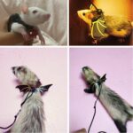 Lizard Harness Leash Reptile Dragon and Cool Leather Wings Adjustable Bearded - Image 5
