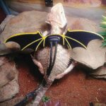 Lizard Harness Leash Reptile Dragon and Cool Leather Wings Adjustable Bearded - Image 3