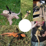 Lizard Harness Leash Reptile Dragon and Cool Leather Wings Adjustable Bearded