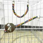 105 Pet Colorful Parrot Bird Rope Perches Cage Comfy Perch Bungees for Birds Toy - Image 4