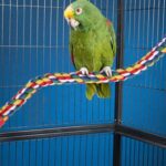 105 Pet Colorful Parrot Bird Rope Perches Cage Comfy Perch Bungees for Birds Toy - Image 2