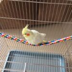 105 Pet Colorful Parrot Bird Rope Perches Cage Comfy Perch Bungees for Birds Toy - Image 3
