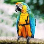 Pet Parrot Bird Harness Lead Leash Flying Training Rope Cockatiel Outdoor AU - Image 3
