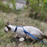 Running Walking Pet Cat Rabbit Soft Harness Leash Adjustable Bunny Traction Rope - Image 6