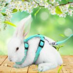 Running Walking Pet Cat Rabbit Soft Harness Leash Adjustable Bunny Traction Rope - Image 5