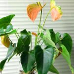 UP100PC 90 Degree Plant Bender Plants Shape Potted Clamp For Low Stress Training - Image 7
