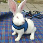 Pet Small Animal Mesh Hamster Rabbit Vest Harness Leash Lead Bunny Traction Rope - Image 4