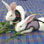 Pet Small Animal Mesh Hamster Rabbit Vest Harness Leash Lead Bunny Traction Rope - Image 2