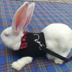 Pet Small Animal Mesh Hamster Rabbit Vest Harness Leash Lead Bunny Traction Rope - Image 3