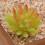 12X Mixed Artificial Succulents Plant Fake Plants Garden Home Office Decor Decal - Image 5