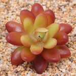 12X Mixed Artificial Succulents Plant Fake Plants Garden Home Office Decor Decal - Image 6