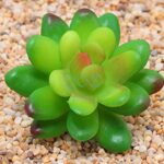 12X Mixed Artificial Succulents Plant Fake Plants Garden Home Office Decor Decal - Image 4