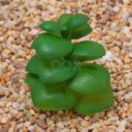 12X Mixed Artificial Succulents Plant Fake Plants Garden Home Office Decor Decal - Image 3