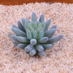 12X Mixed Artificial Succulents Plant Fake Plants Garden Home Office Decor Decal - Image 7