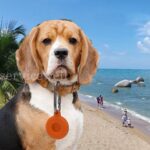 1/3pcs Silicone Protective Case Cover Location Tracker Keyring For Apple AirTag - Image 2