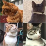 Pet Collar Suede Cat Kitten Puppy Safety Release Adjustable Rhinestone 4 colours - Image 2