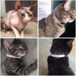 Pet Collar Suede Cat Kitten Puppy Safety Release Adjustable Rhinestone 4 colours - Image 3