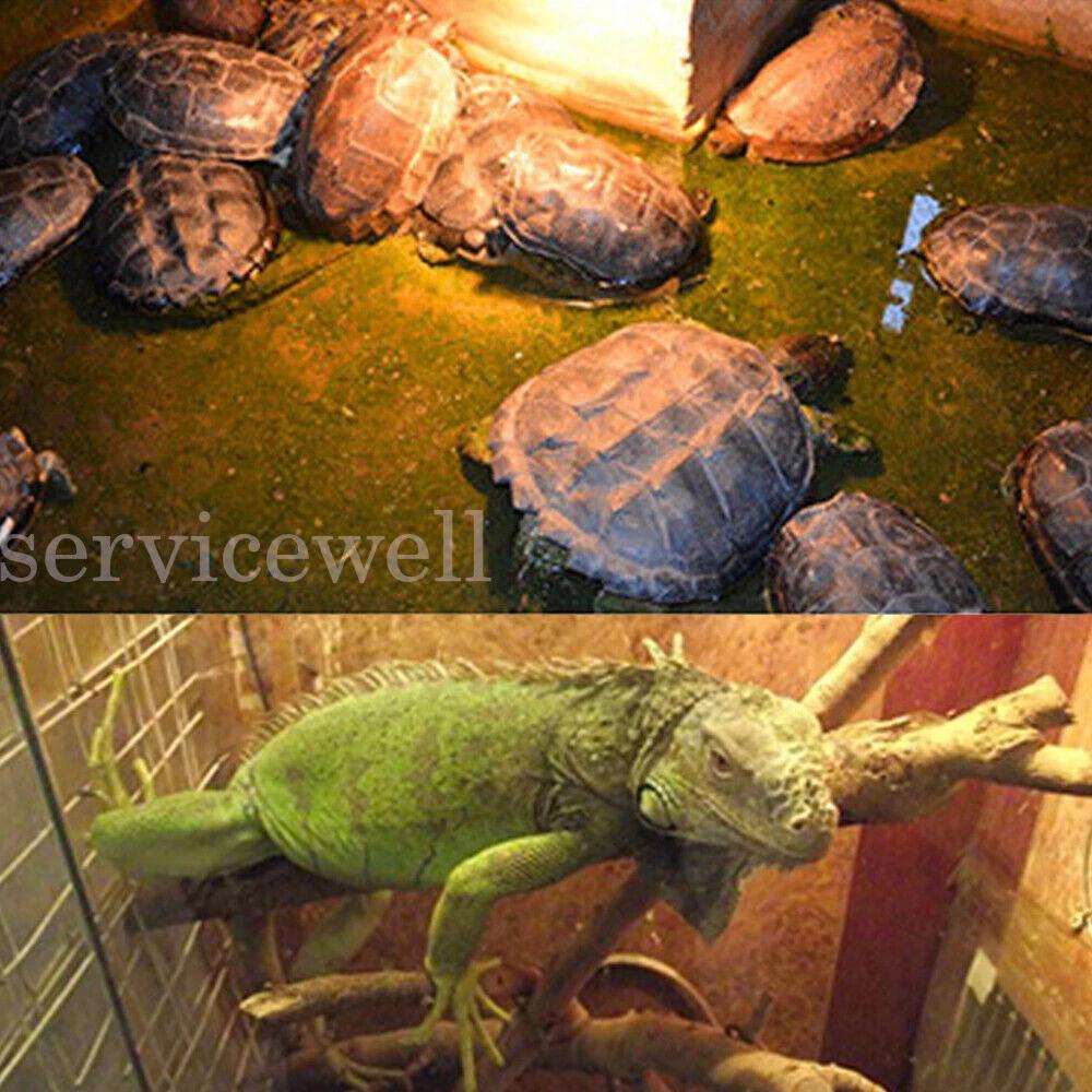 Poultry Heat Lamp Bulb Warming Light For Brooder Piglets Chicken Pet 100-300W - Image 6