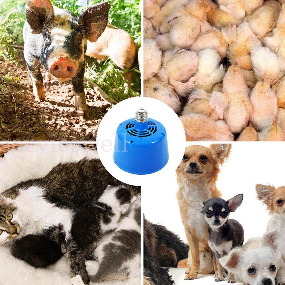Poultry Heat Lamp Bulb Warming Light For Brooder Piglets Chicken Pet 100-300W - Image 5